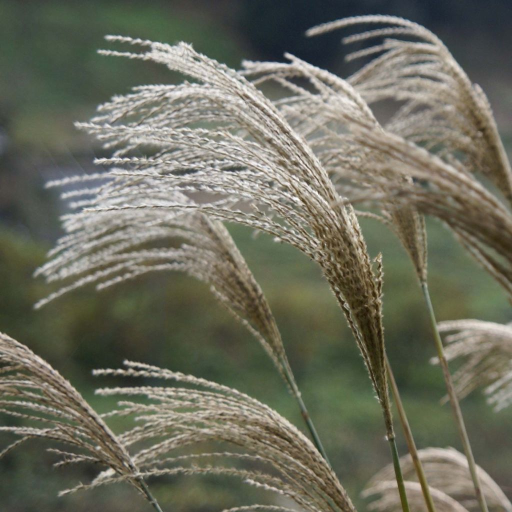 Miscanthus giganteus