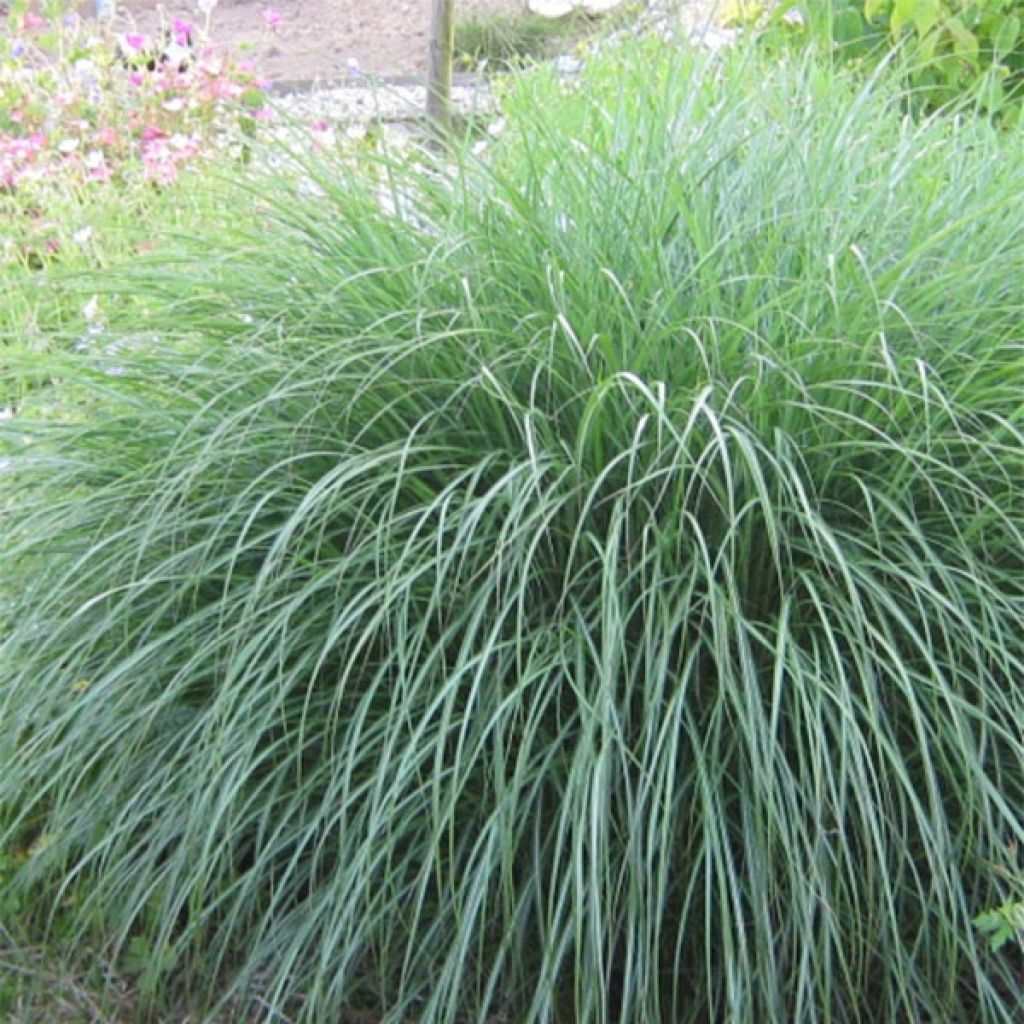 Miscanthus sinensis Adagio - Silvergrass