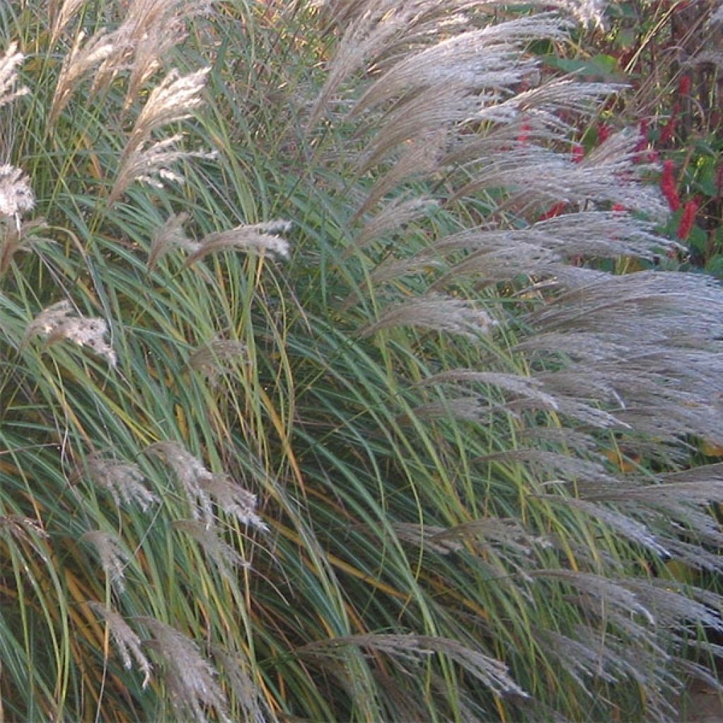 Miscanthus sinensis Adagio - Silvergrass