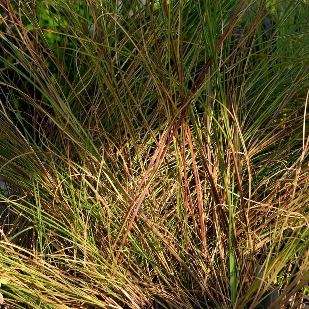 Miscanthus sinensis Gracillimus - Eulalie, Roseau de Chine