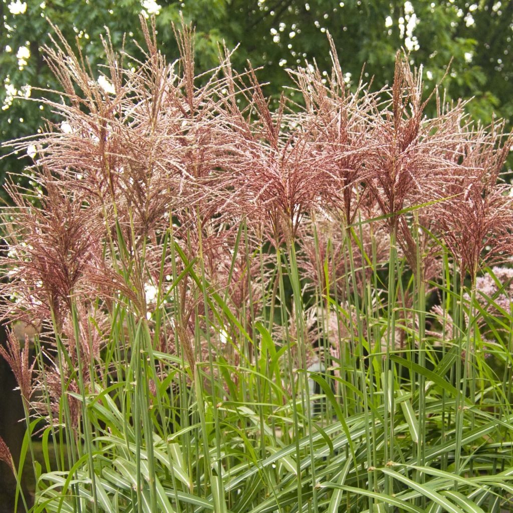 Miscanthus sinensis Malepartus - Silvergrass