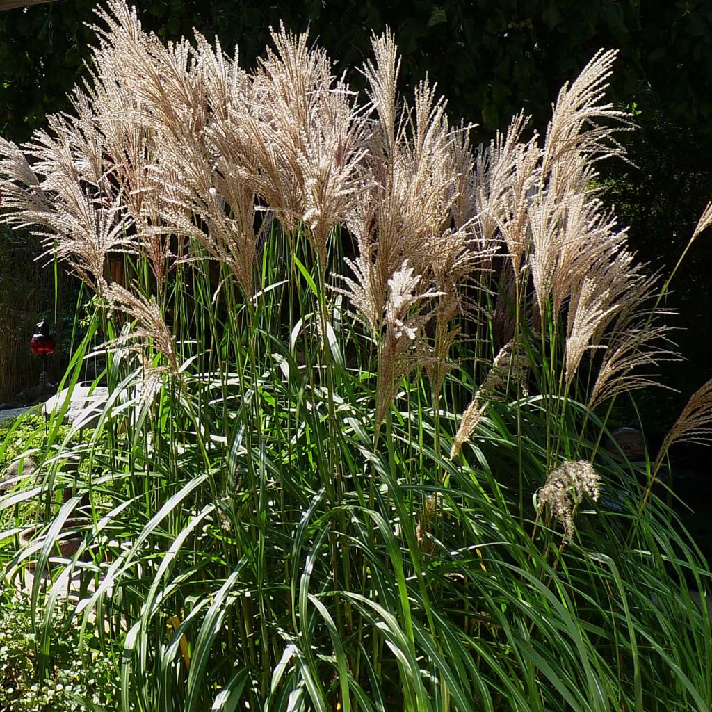 Miscanthus sinensis Malepartus - Silvergrass