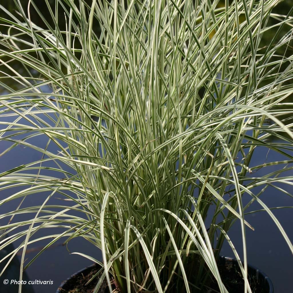 Miscanthus sinensis Morning Bright - Silvergrass