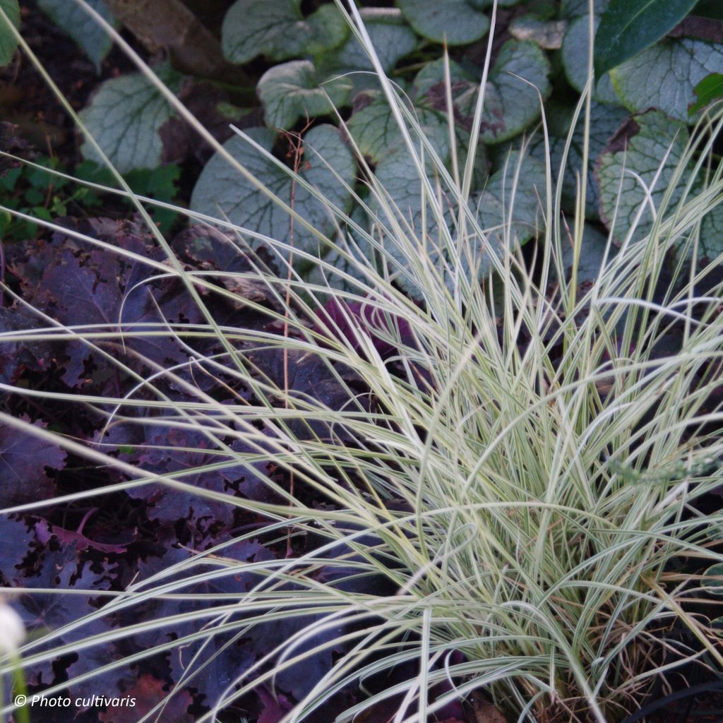 Miscanthus sinensis Morning Bright - Silvergrass