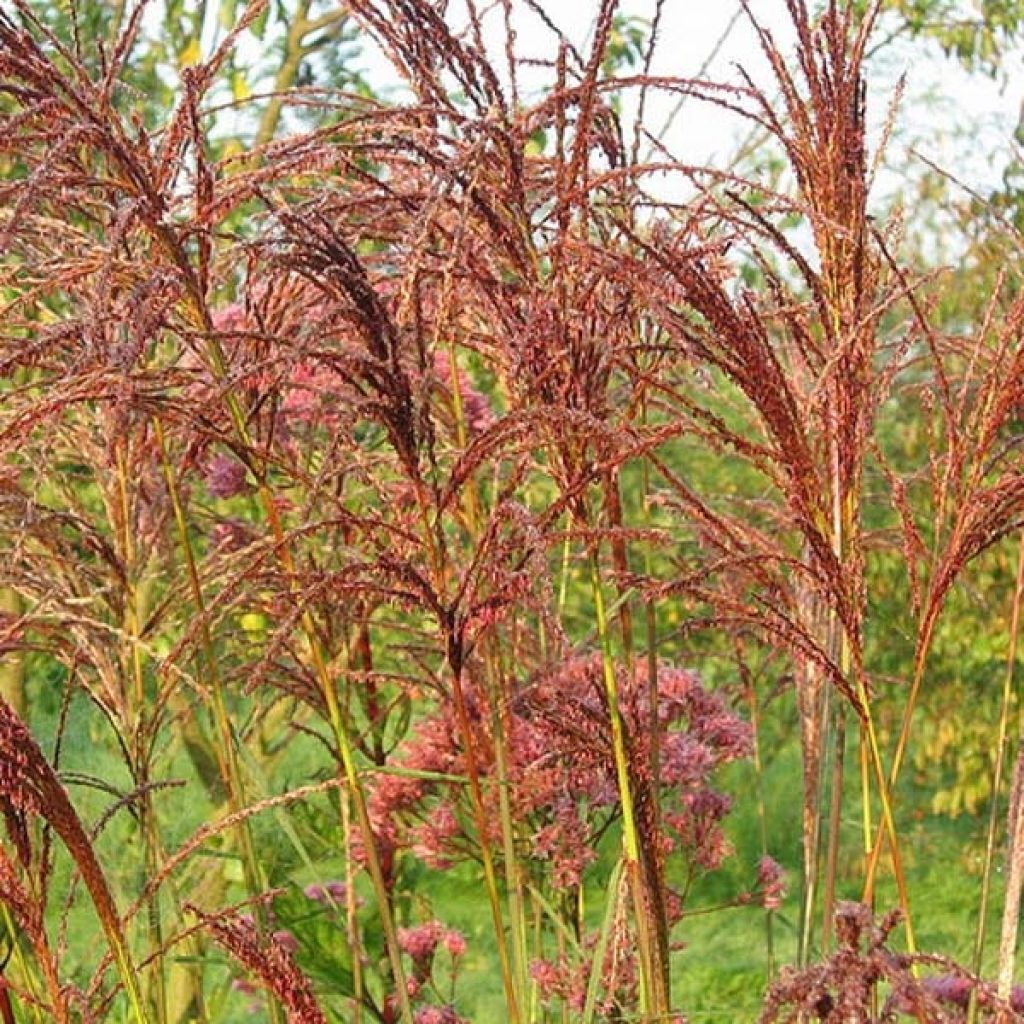 Miscanthus sinensis Sarabande - Eulalie, Roseau de Chine