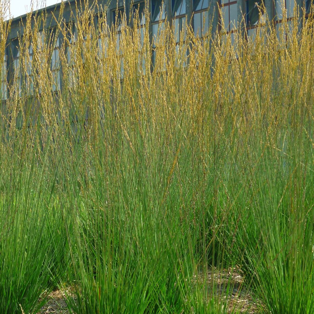Molinia caerulea Edith Dudszus - Purple Moor-grass