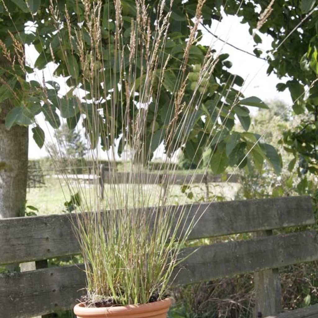 Molinia caerulea ssp caerulea Heidebraut - Molinie