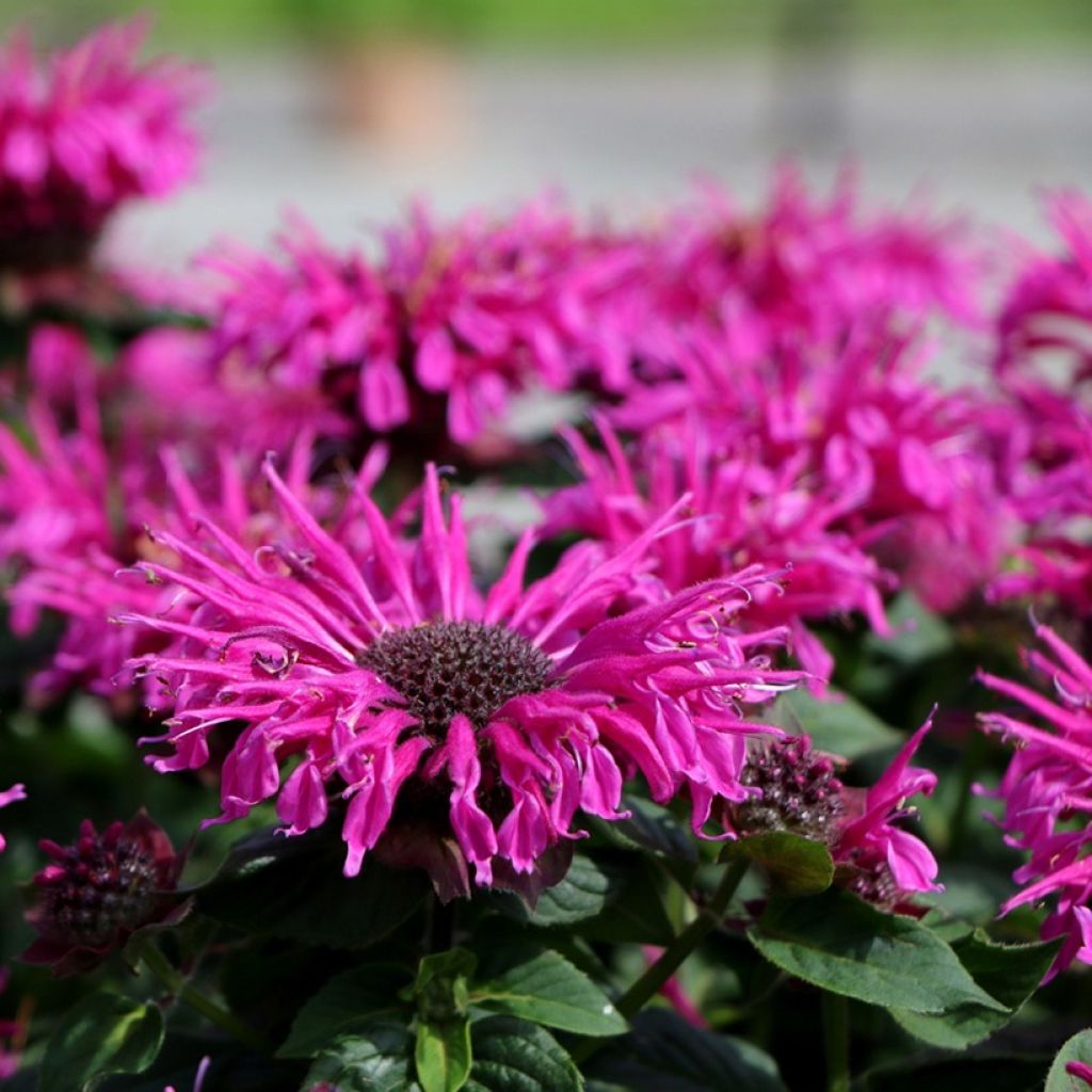 Monarda Bee-True - Beebalm