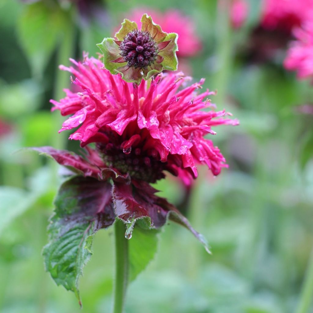 Monarda Bee-True - Beebalm