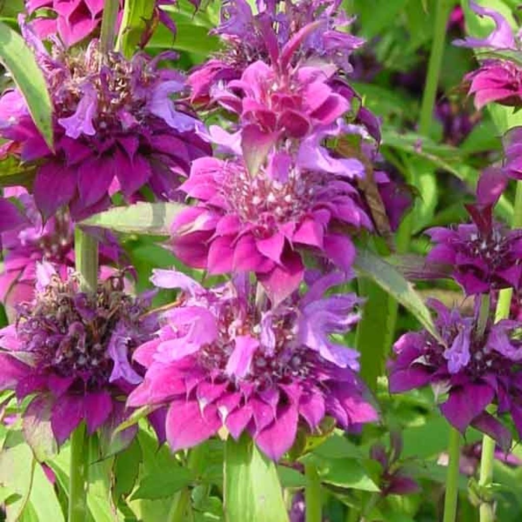 Monarde annuelle Bergamo rose pourpre