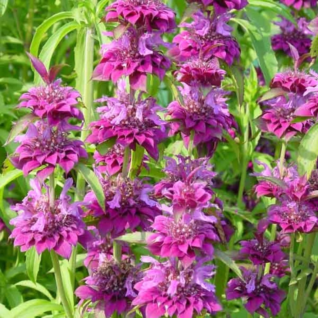 Monarda Bergamo - Beebalm