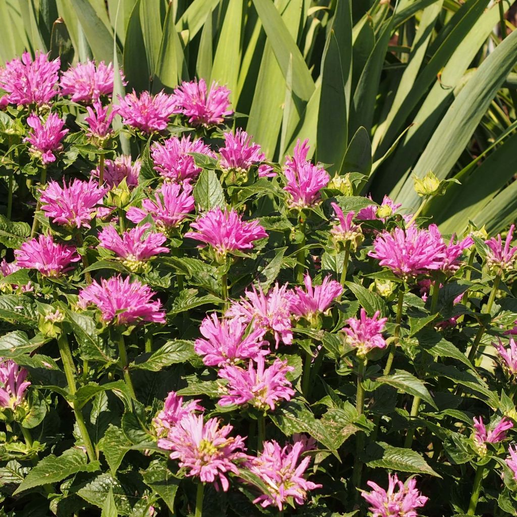 Monarda Petite Delight - Beebalm