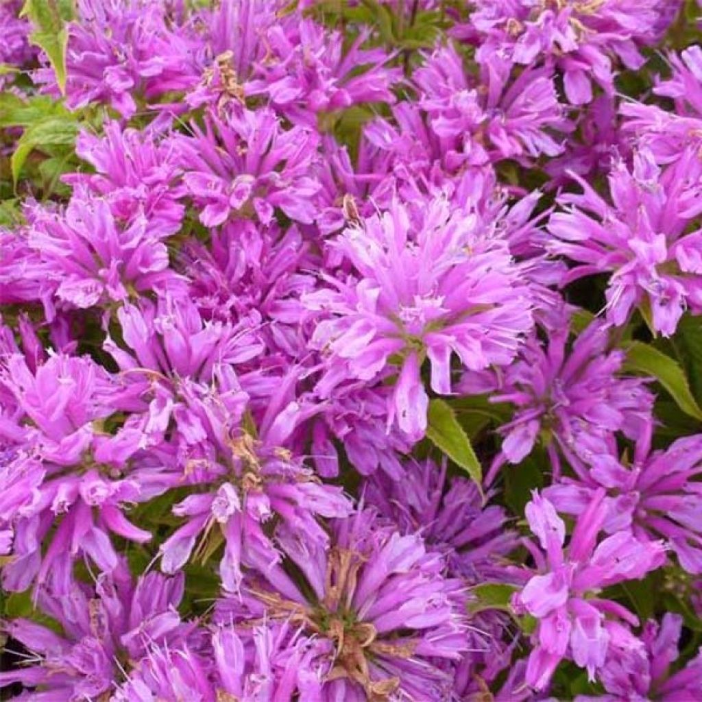 Monarda Petite Delight - Beebalm