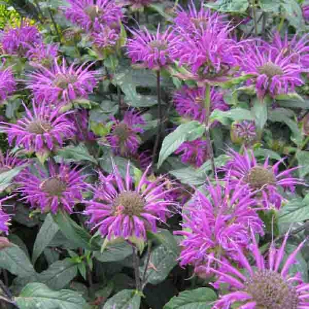 Monarda Prärienacht - Beebalm