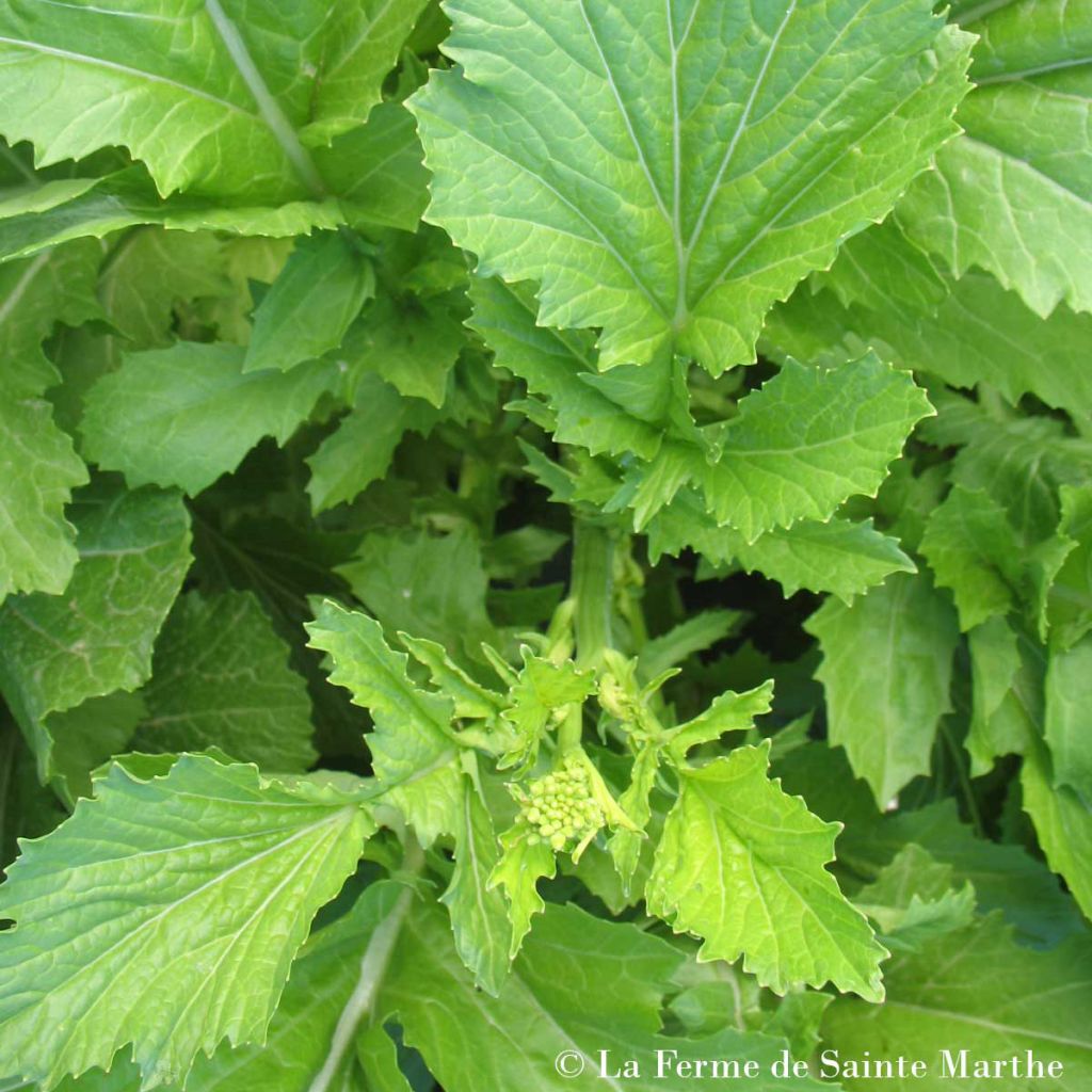 Moutarde Green Serifon Bio - Ferme de Ste Marthe