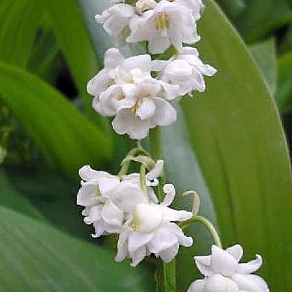 Muguet double - Convallaria majalis Prolificans