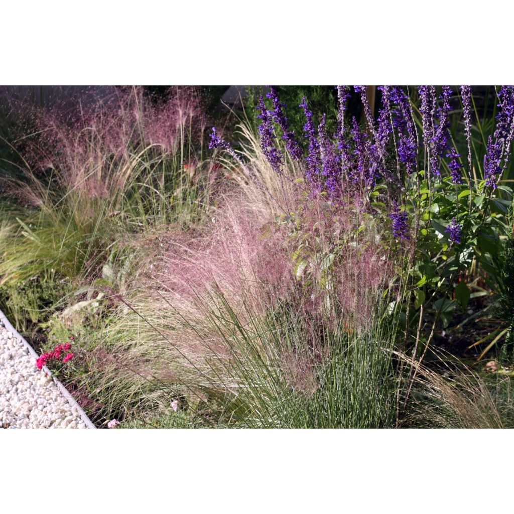 Muhlenbergia capillaris