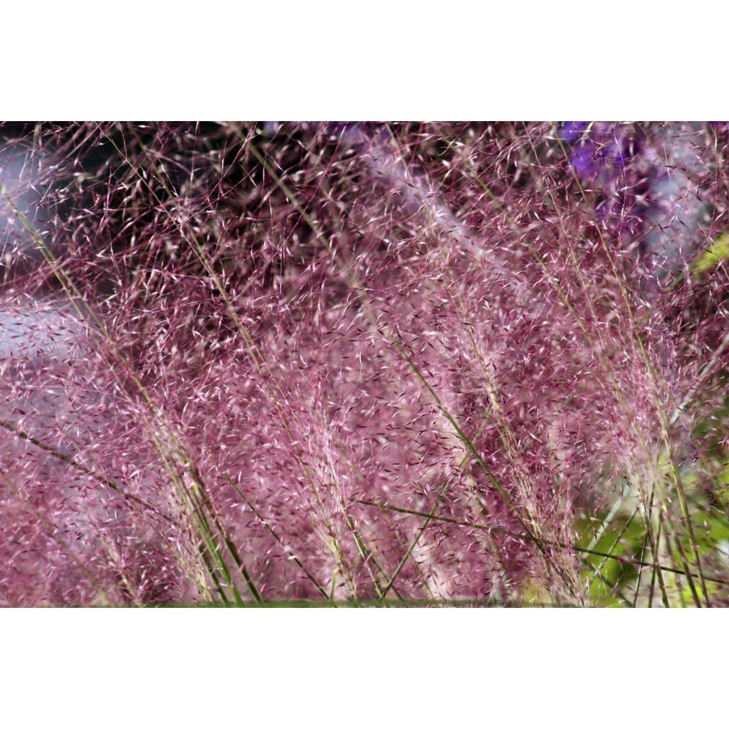 Muhlenbergia capillaris