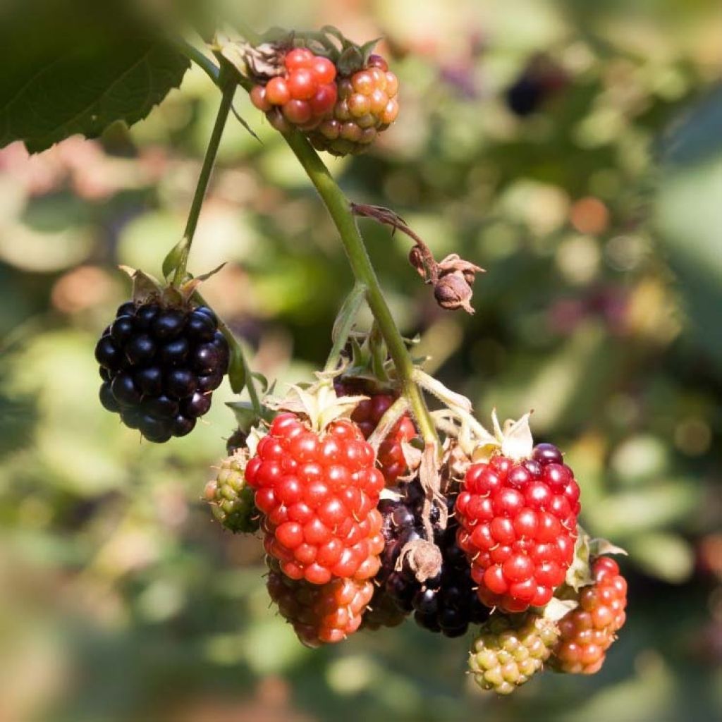 Thornless Loganberry - Raspberry-Blackberry