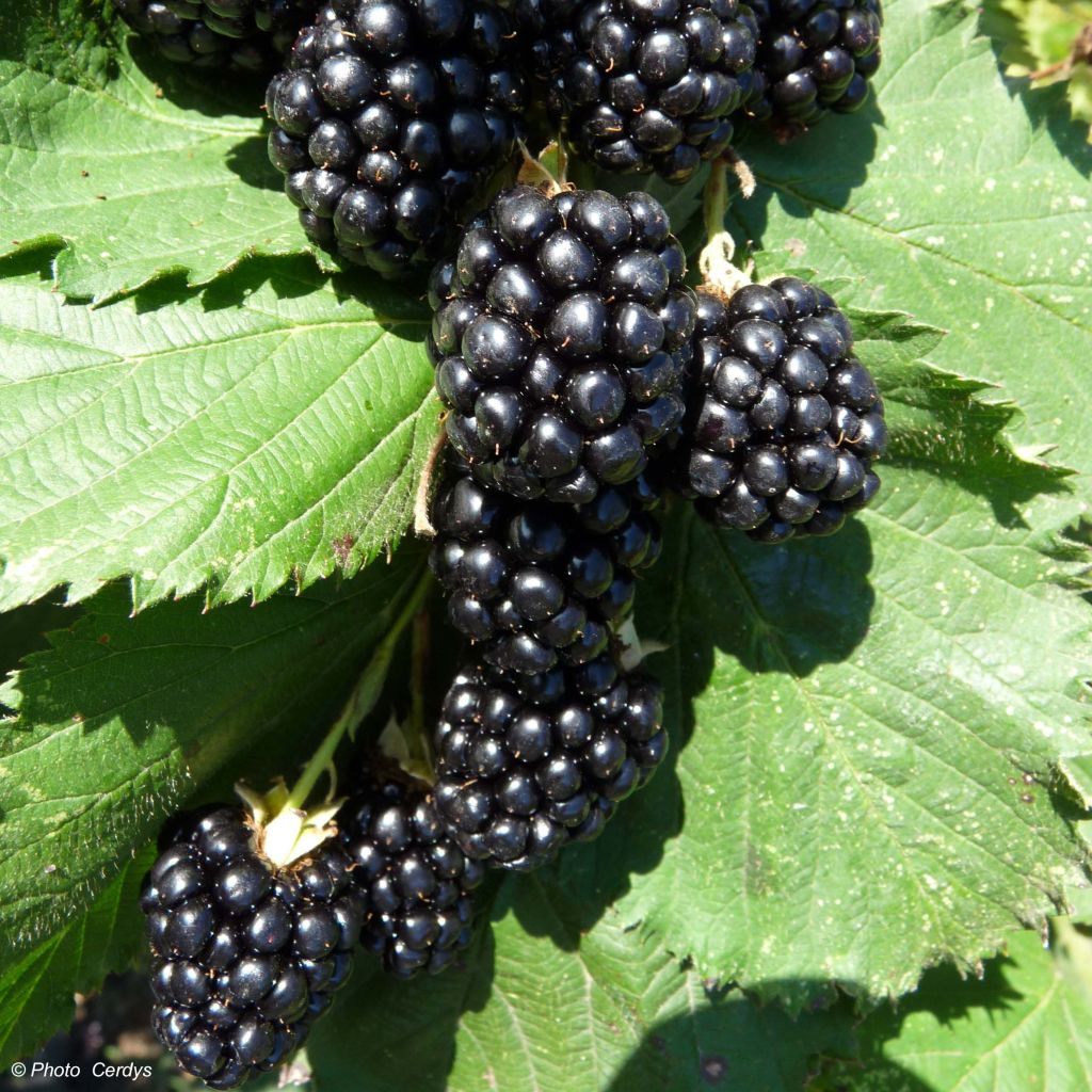 Thornless Blackberry Navaho - Rubus fruticosus