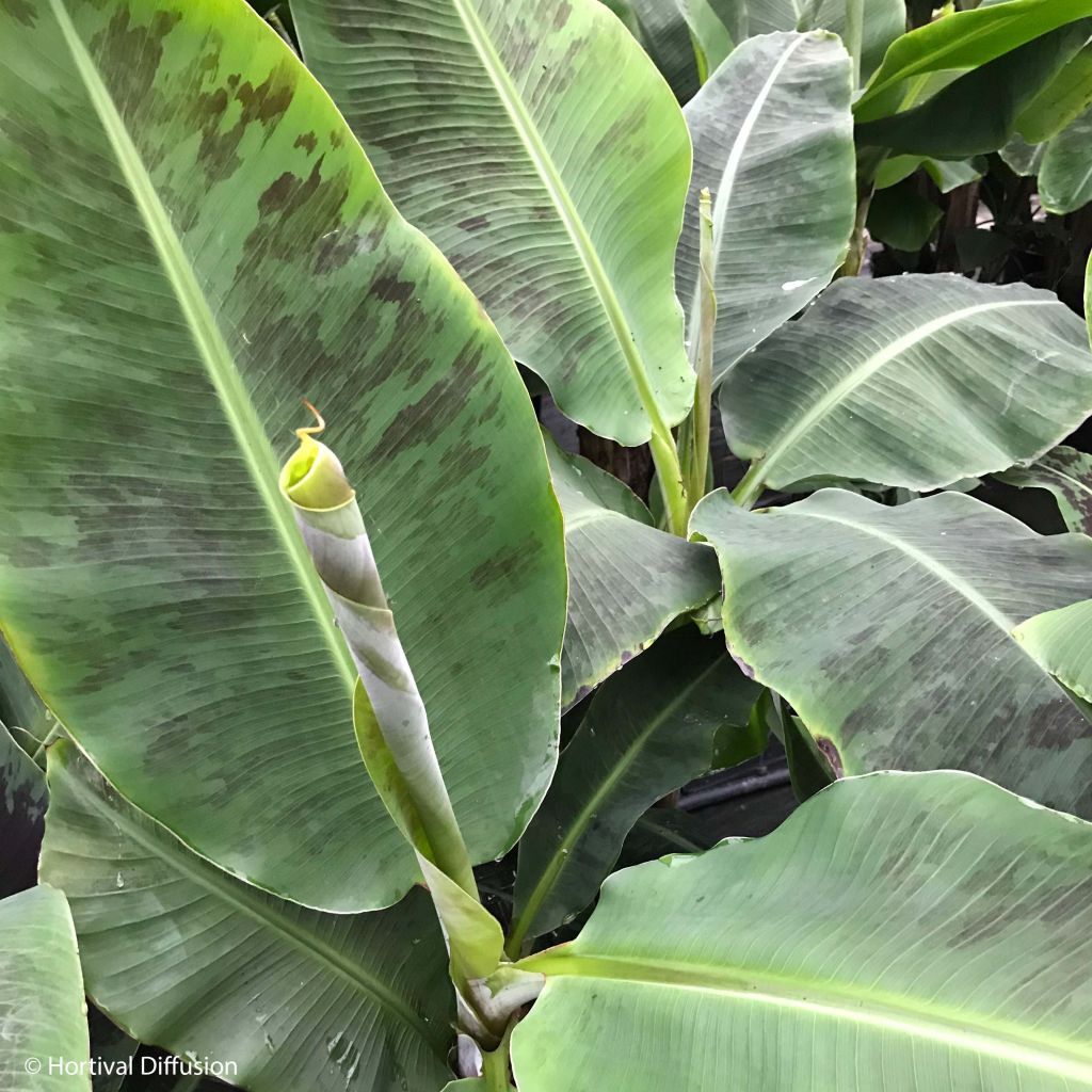 Musa acuminata Dwarf Cavendish - Banana