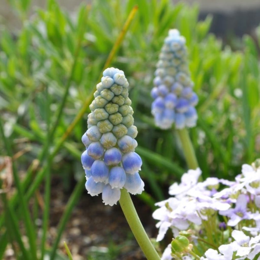 Muscari Aucherii Ocean Magic 7+