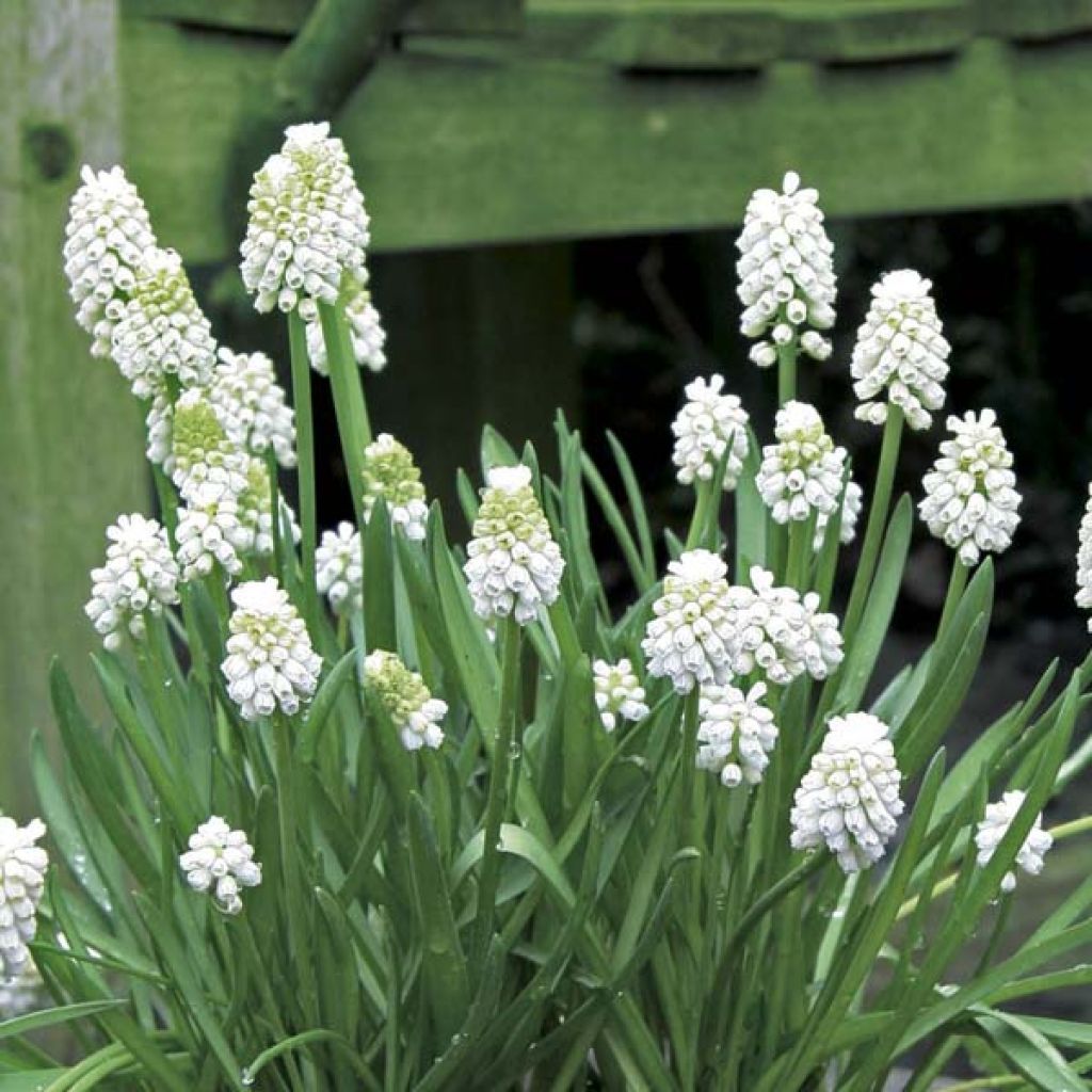 Muscari aucheri White Magic - Grape Hyacinth