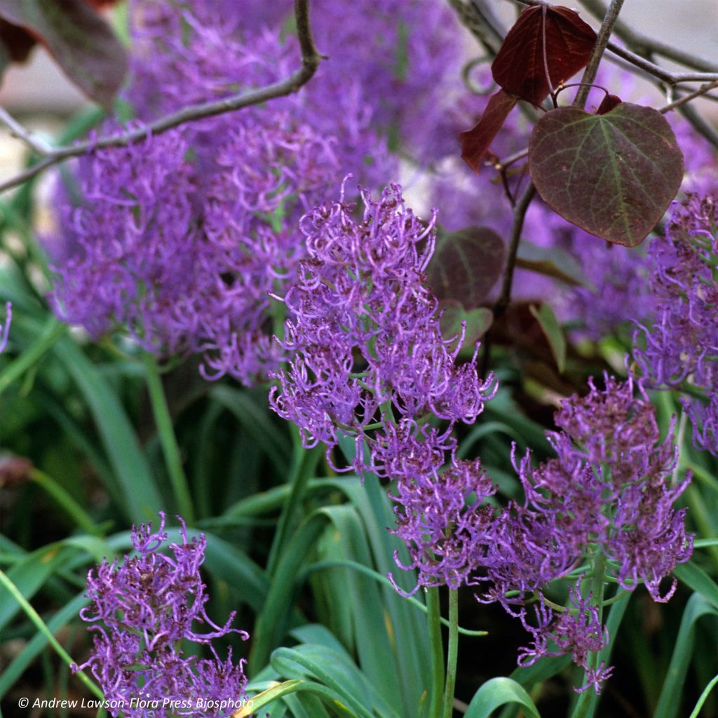 Muscari comosum Plumosum - Grape Hyacinth