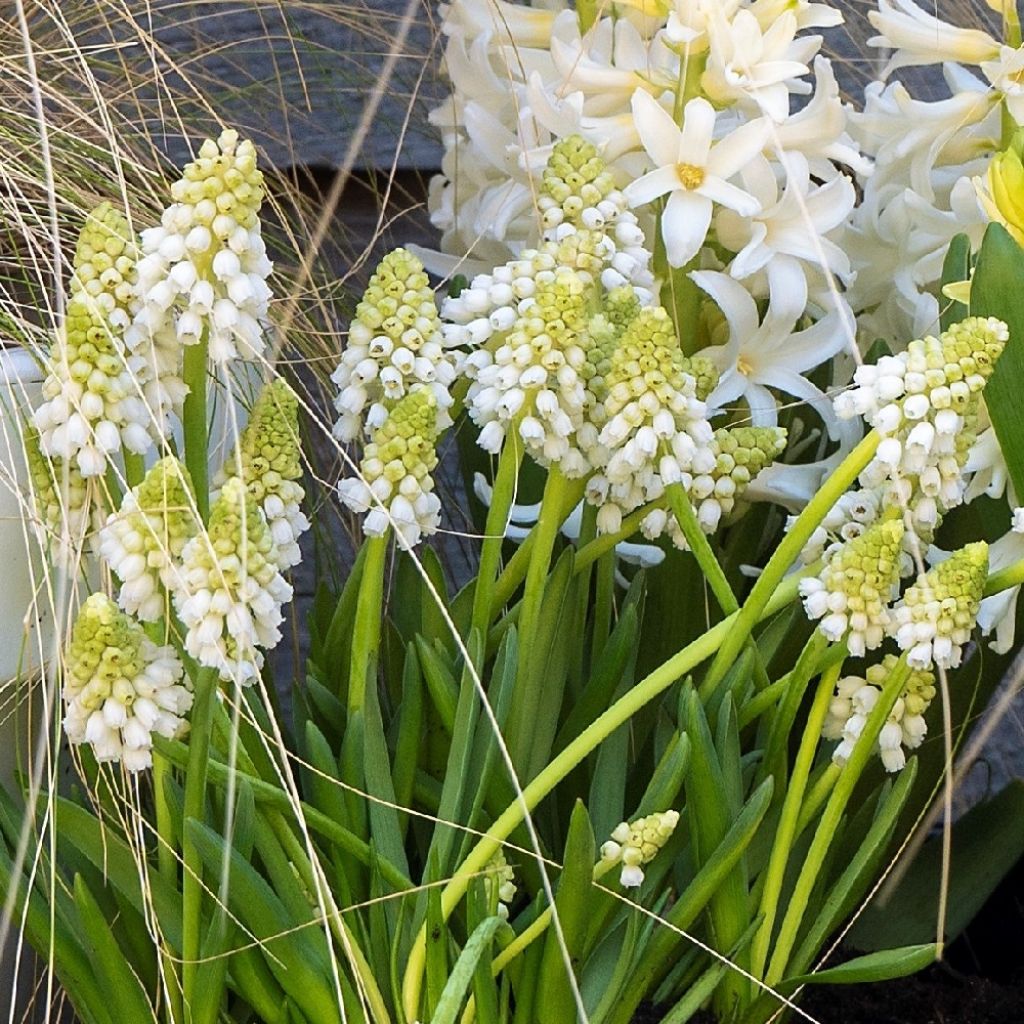 Muscari armeniacum White Pearl