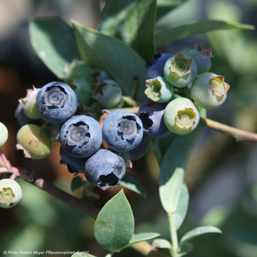 Vaccinium Powder Blue - Blueberry Bush