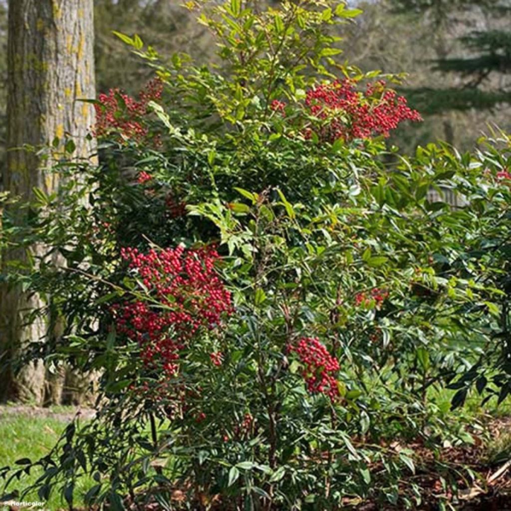 Nandina domestica - Sacred Bamboo