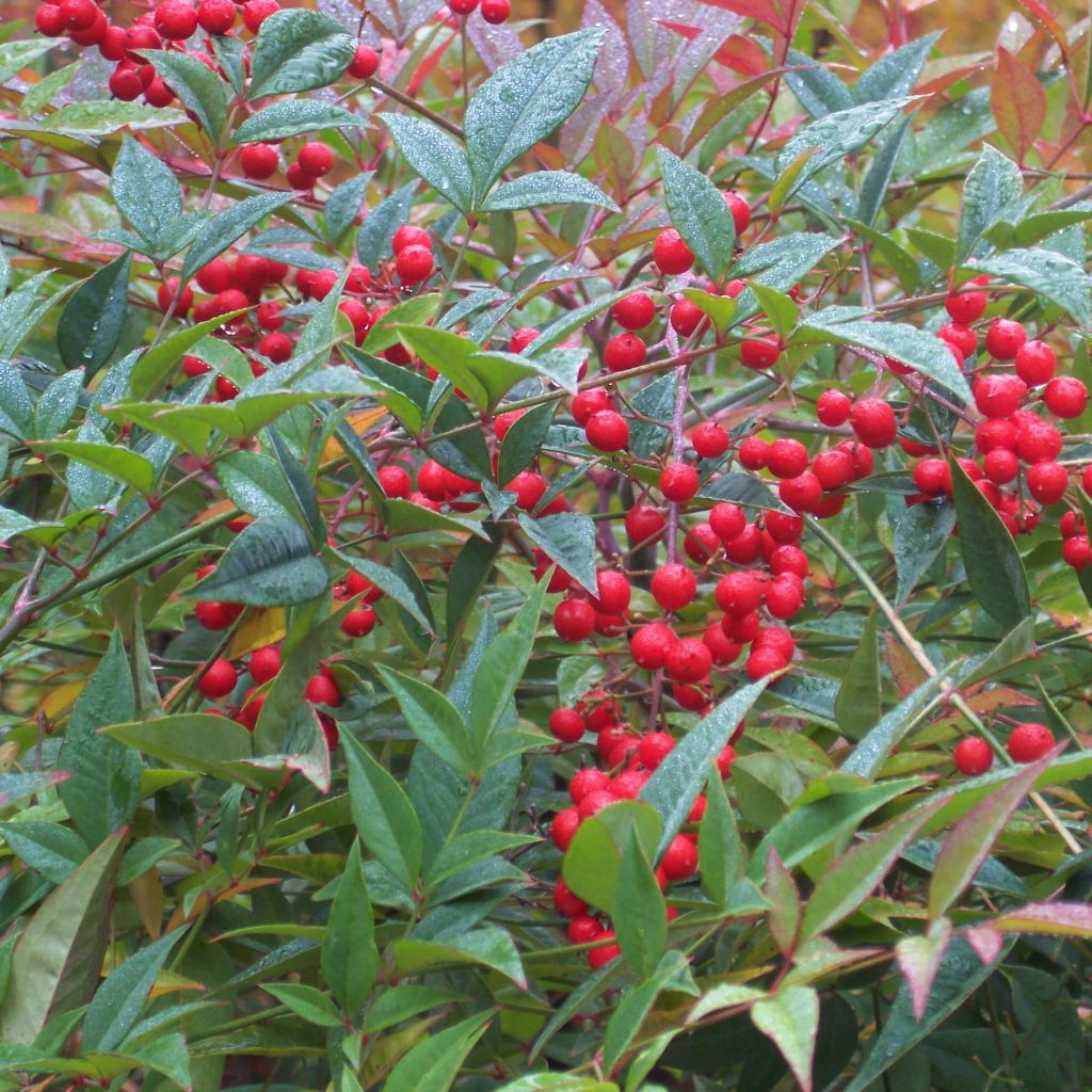 Nandina domestica - Sacred Bamboo