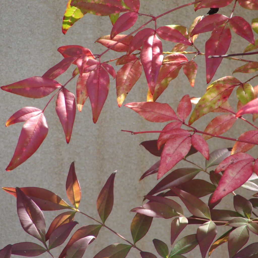 Nandina domestica - Sacred Bamboo