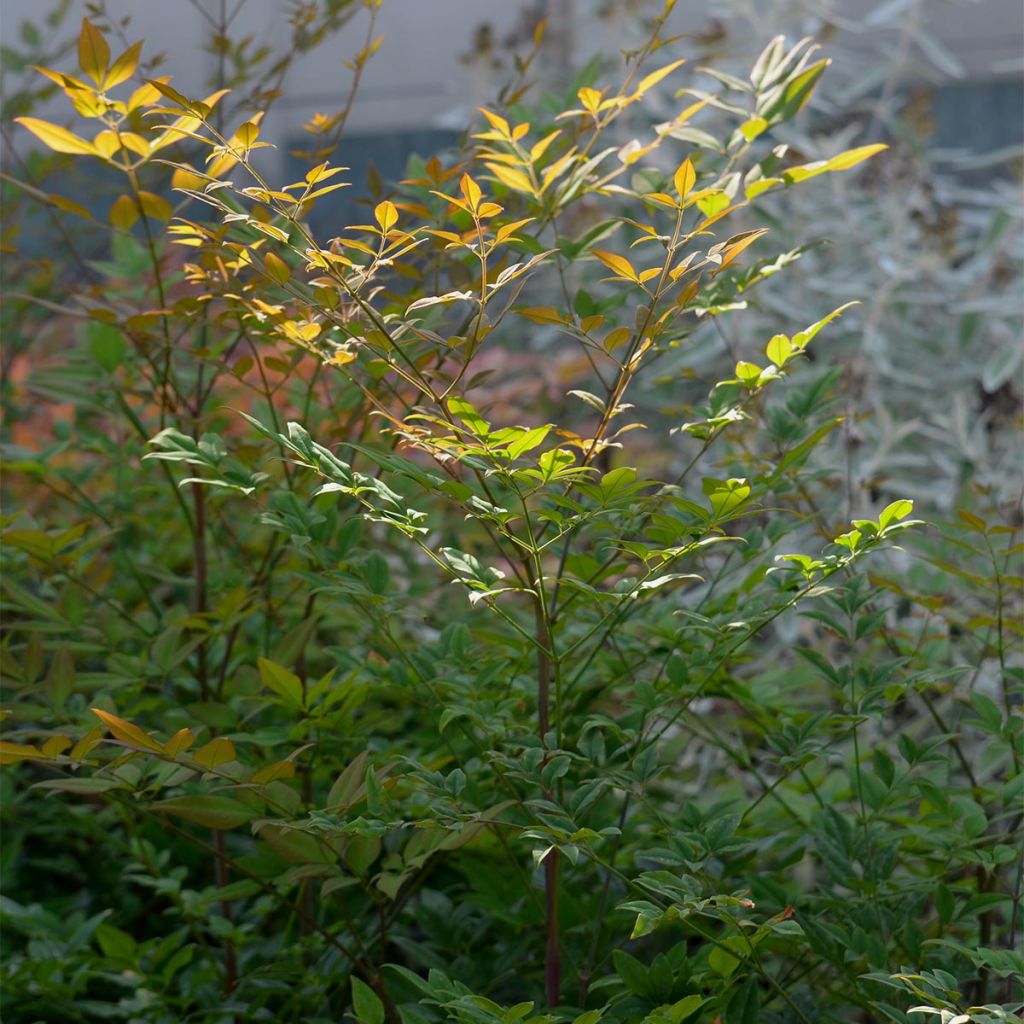 Nandina domestica - Sacred Bamboo