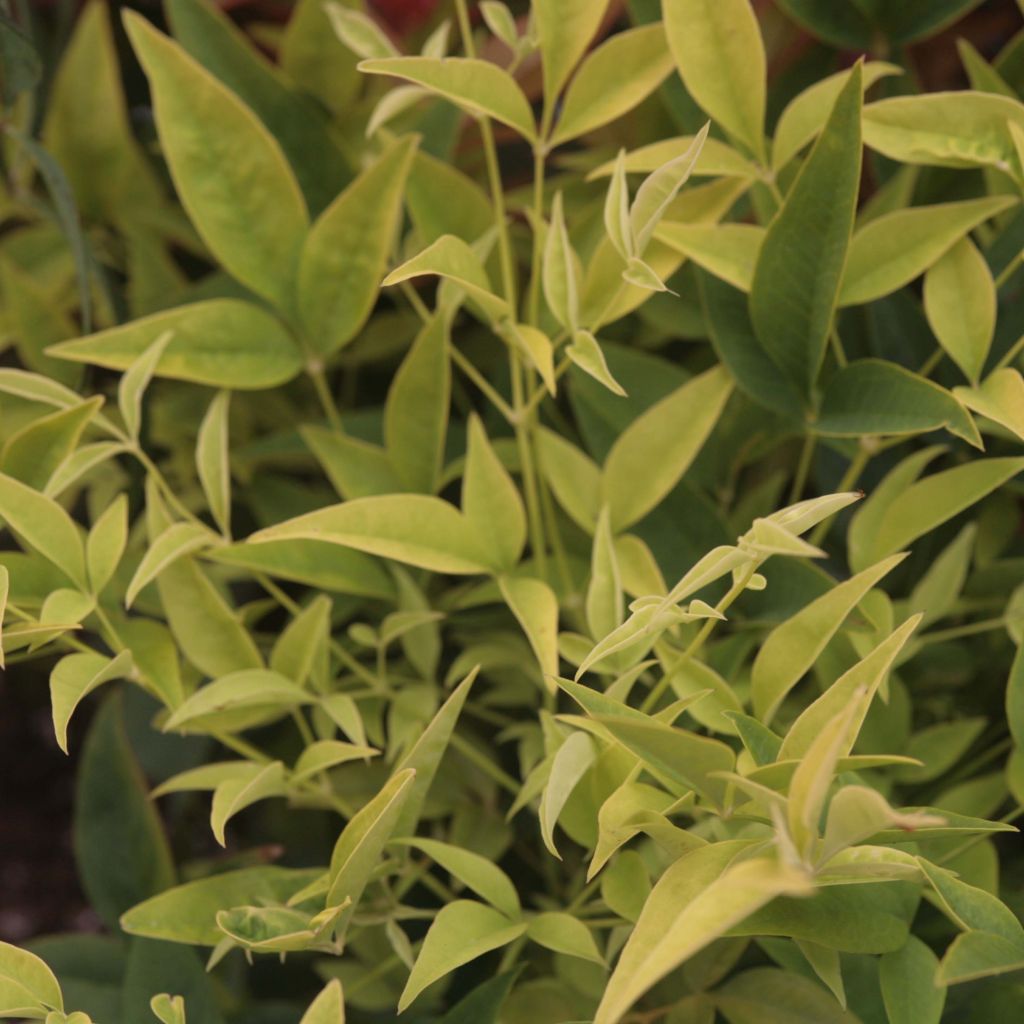 Nandina domestica Lemon Lime - Sacred Bamboo