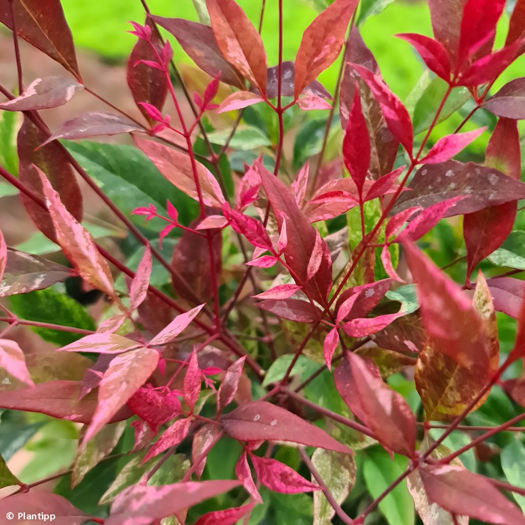 Nandina domestica Red Light - Bambou sacré nain (Arbustes)