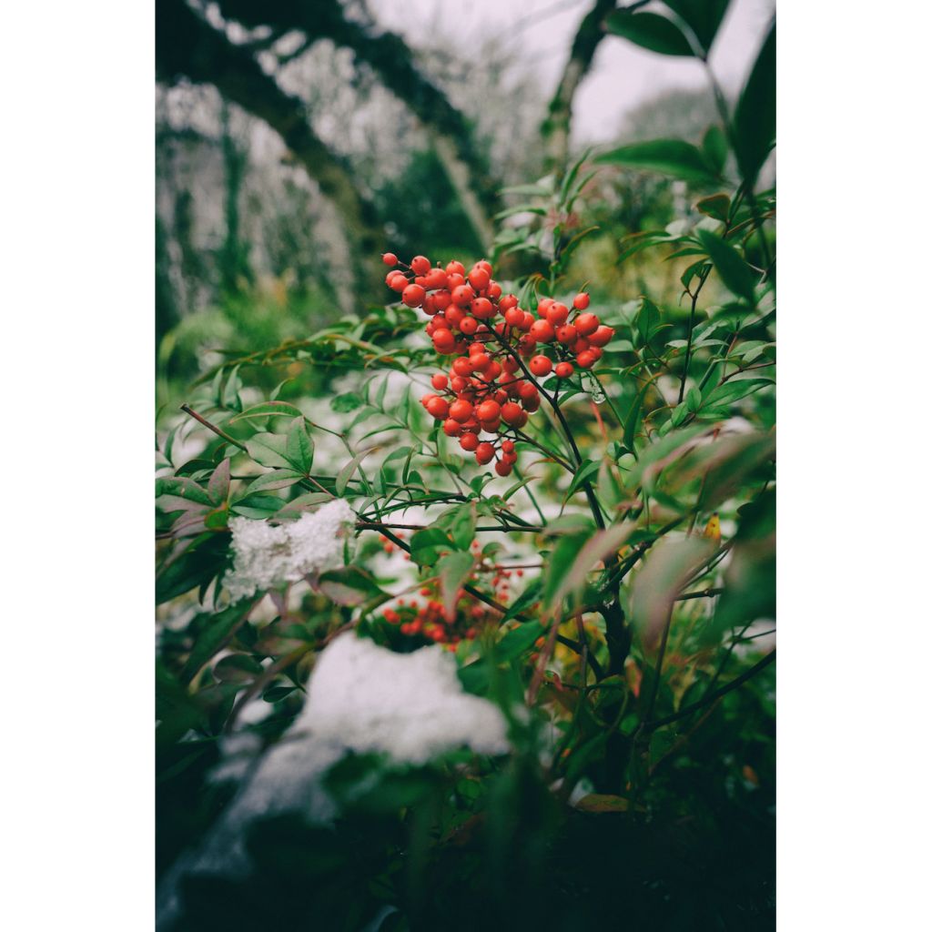 Nandina domestica Richmond - Sacred Bamboo