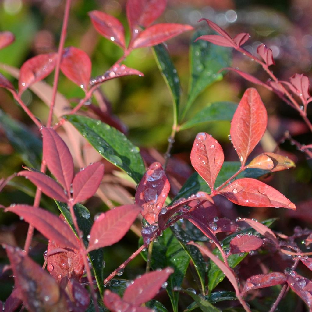 Nandina Obsessed Seika - Bambou sacré