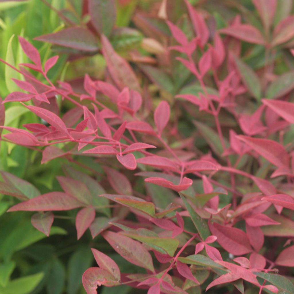 Nandina Obsessed Seika - Sacred Bamboo