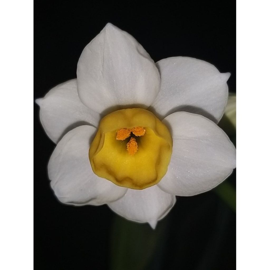 Narcissus Avalanche