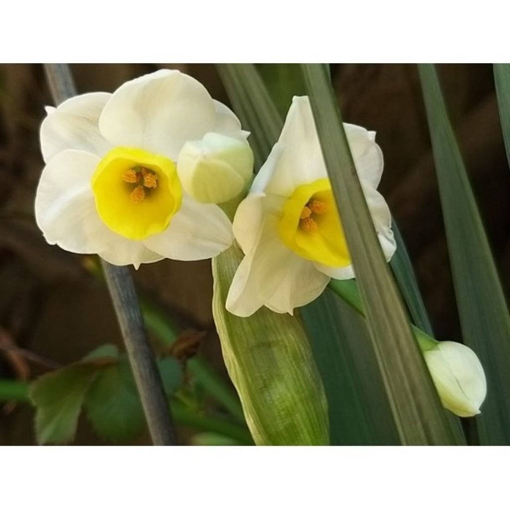 Narcissus Avalanche