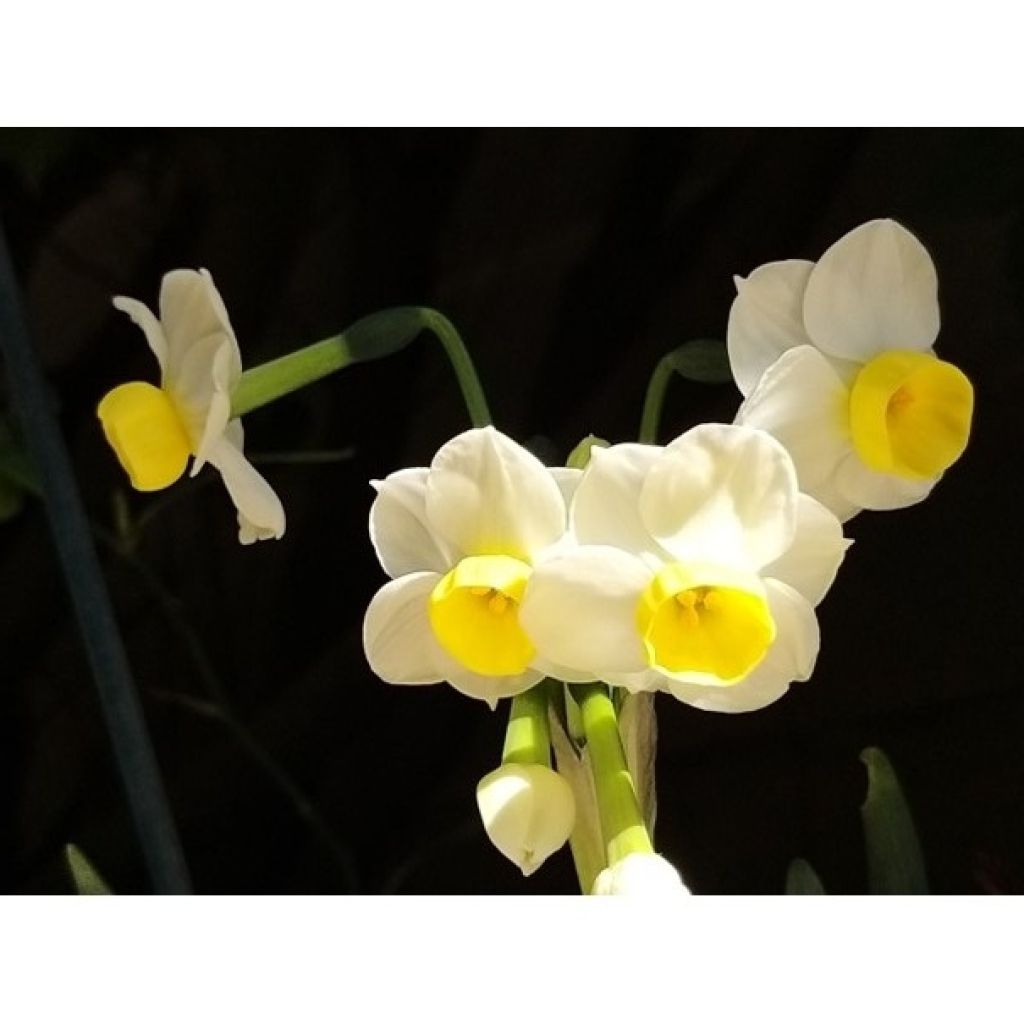 Narcissus Avalanche