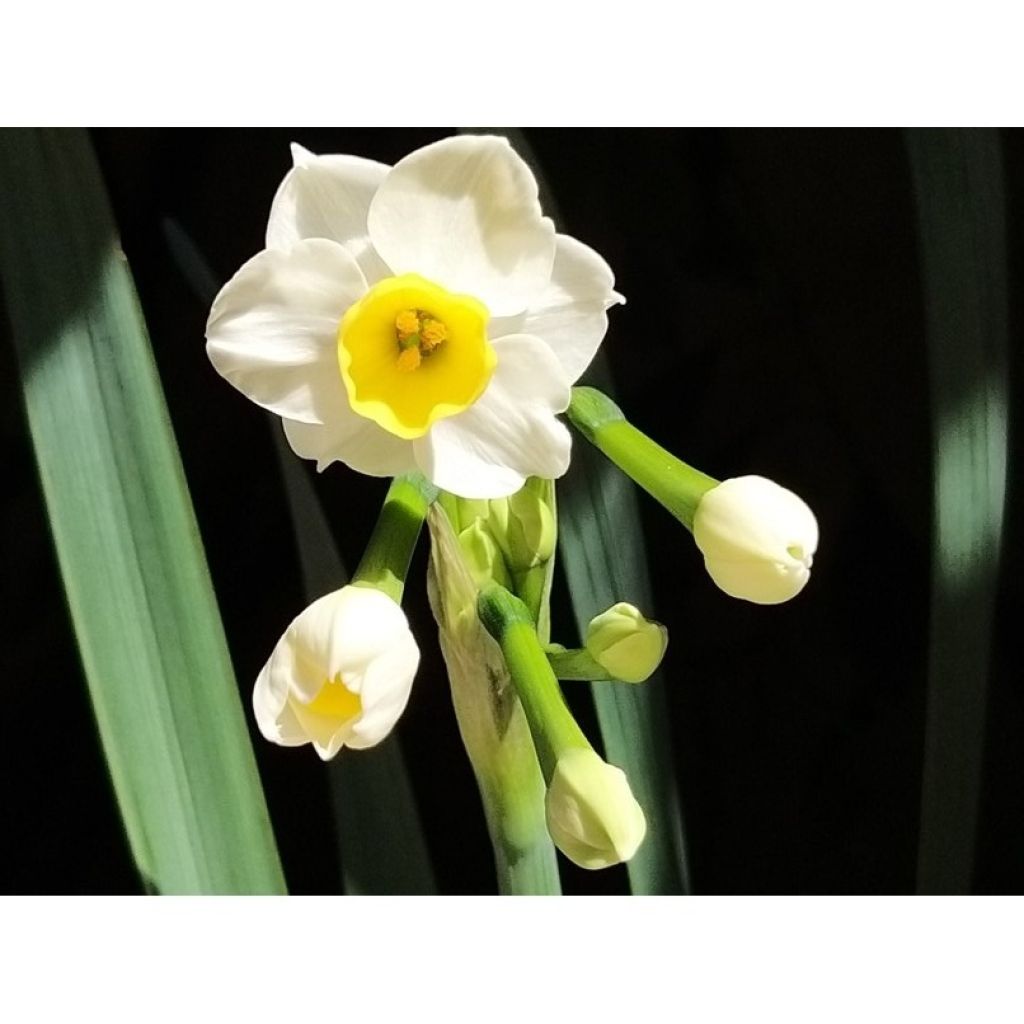 Narcissus Avalanche