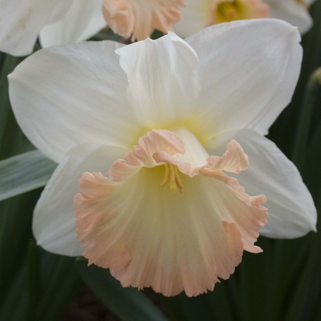 Narcissus British Gamble