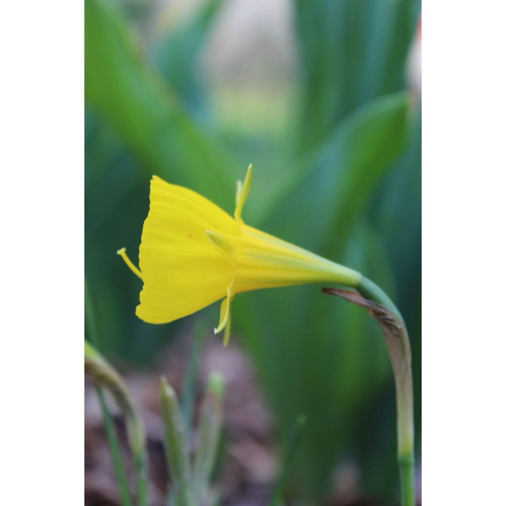 Narcissus bulbocodium Golden Bells