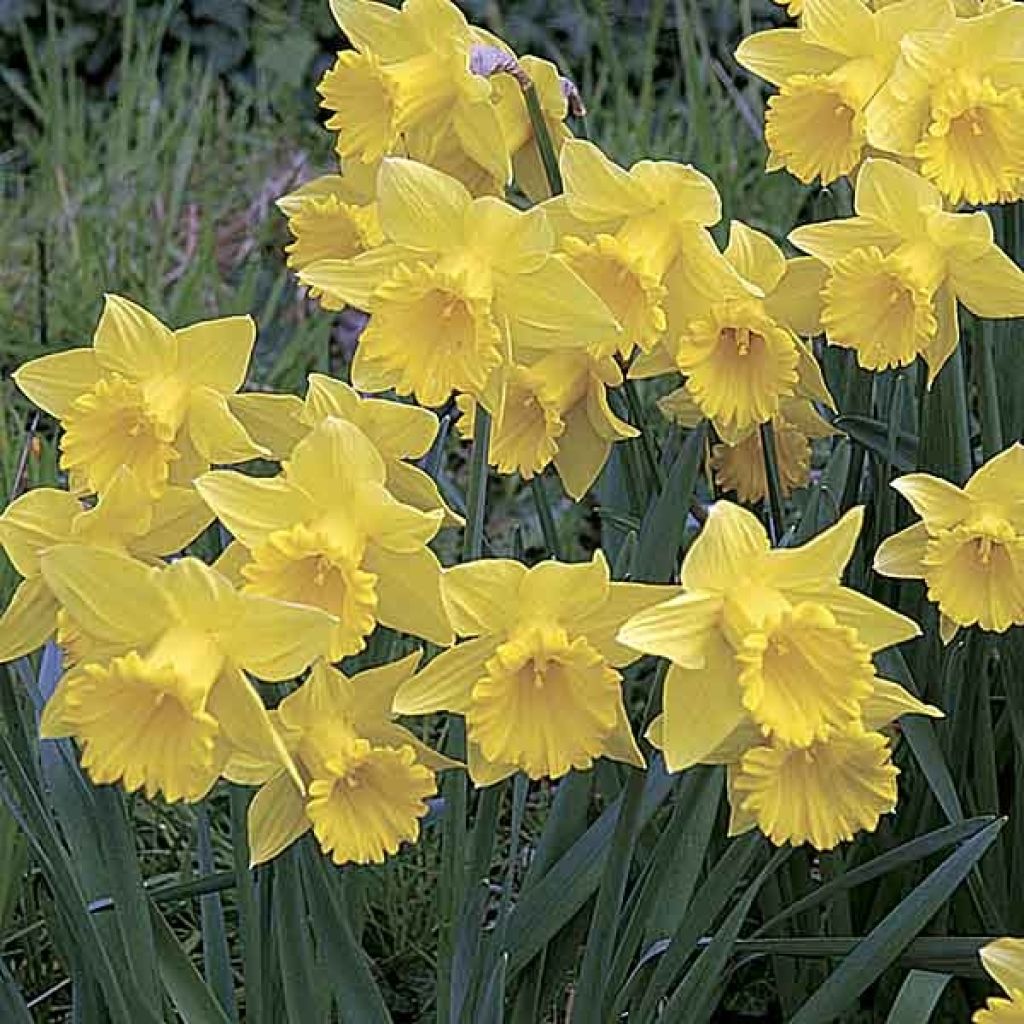 Narcissus 'Dutch Master'