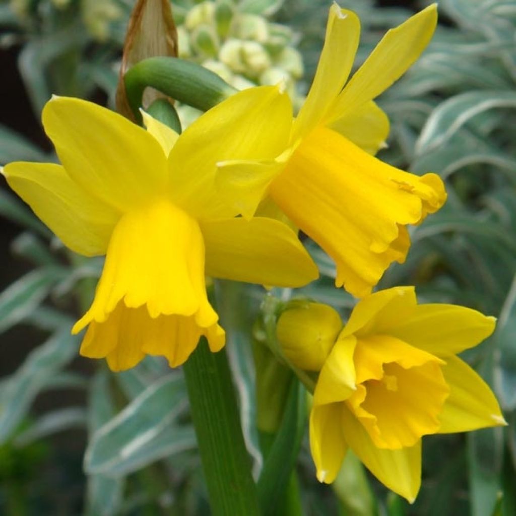 Narcissus cyclamineus February Gold