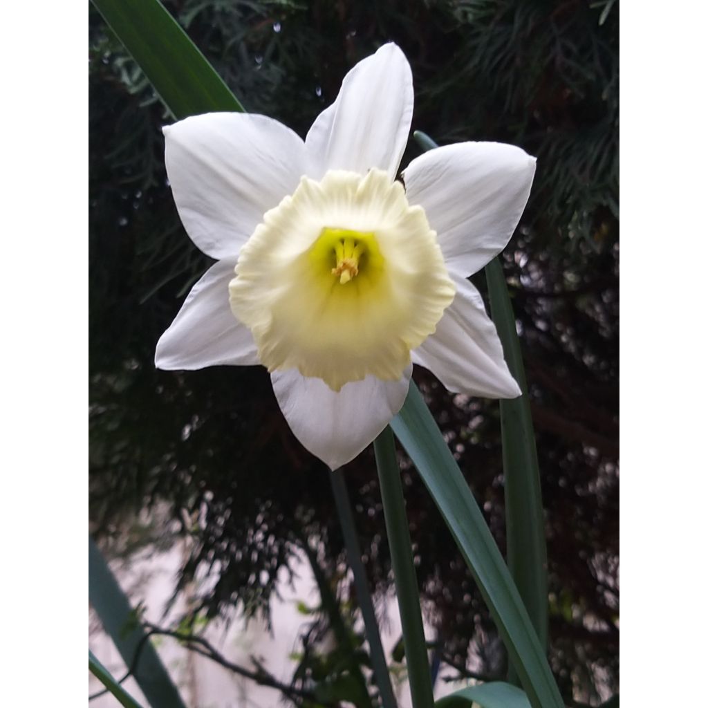 Narcissus Foresight - Daffodil