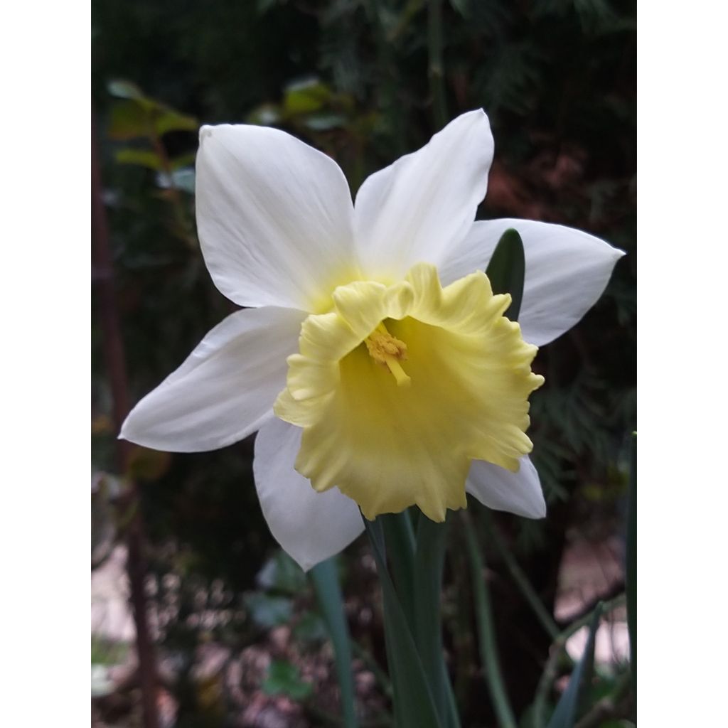 Narcissus Foresight - Daffodil