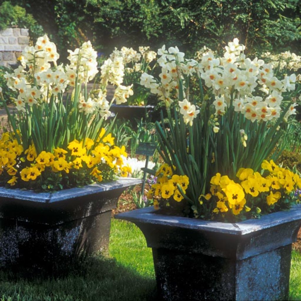 Narcissus tazetta Geranium